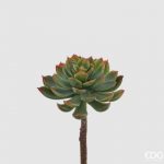 Echeveria alata pick H 18 D 11