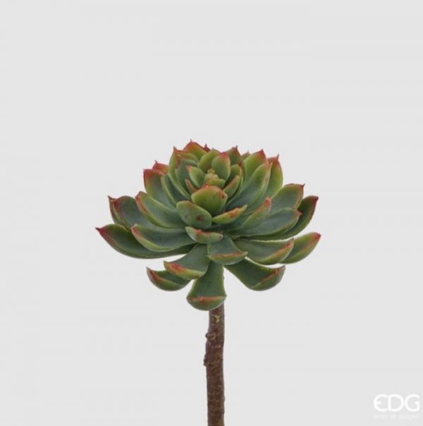 Echeveria alata pick H 18 D 11
