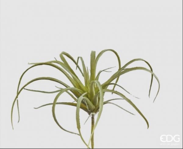 Tillandsia west H 10 D 12