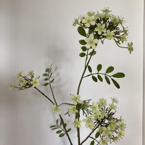 Viburno real H 70 cm tre rami