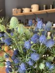 Eryngium ramo disponibile in due colori blu e verde H50