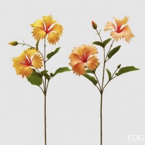 Hibiscus rex orange 2 colori x2 H70