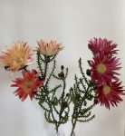 Margherita kaps ramo 2 colori H60