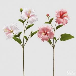 Hybiscus rex bianco rosa x2 H70