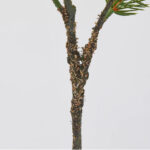 Pino ramo original x2 H82 L23