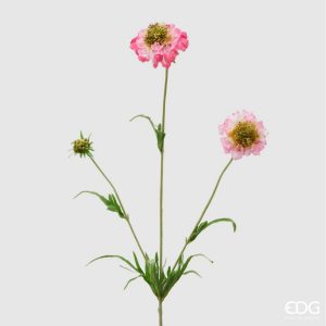 Scabiosa rex ramo H 65 cm