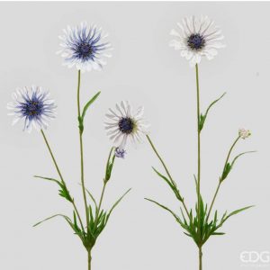Scabiosa rex ramo H 65 cm