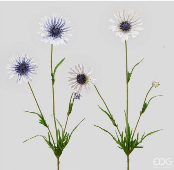 Scabiosa rex ramo H 65 cm