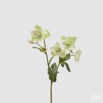 Elleboro ramo x4 con bocciolo H43