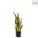 Pianta Sanseveria in vaso piccola variegata gialla H58cm