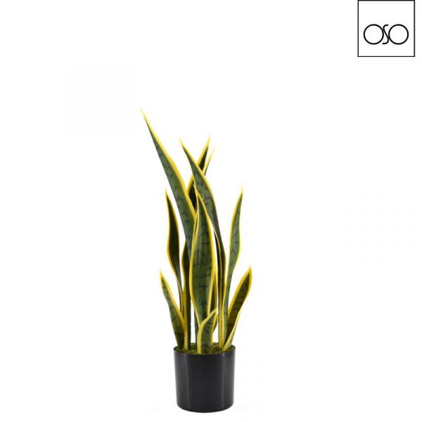 Pianta Sanseveria in vaso piccola variegata gialla H58cm