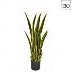 Pianta Sanseveria in vaso variegata gialla H75cm