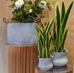 Pianta Sanseveria in vaso variegata gialla H75cm