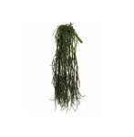 Radice da appendere verde H56 cm