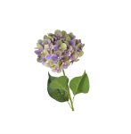 Ortensia viola 17x75h