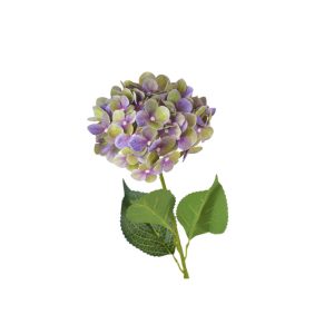 Ortensia viola 17x75h