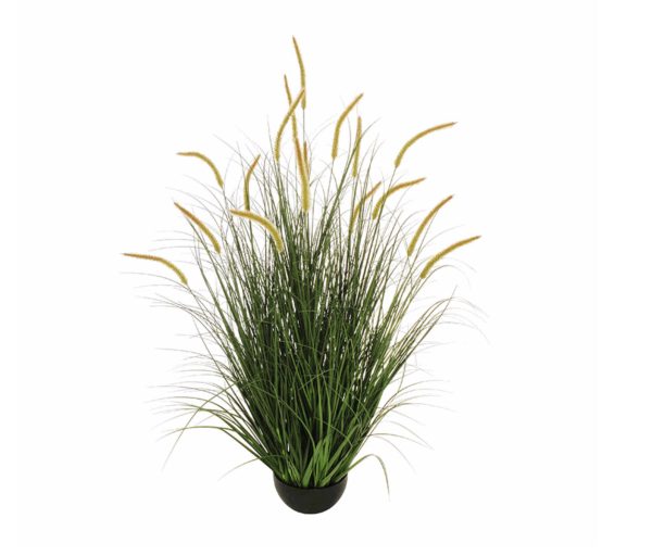 fili d'erba e setaria c/vaso d20 h10 verde- Pianta H120