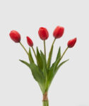 Tulipano con foglie mazzo 5 pz H 40