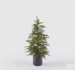 Cryptomeria con vaso H 90
