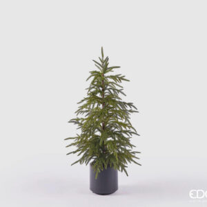 Cryptomeria con vaso H 90