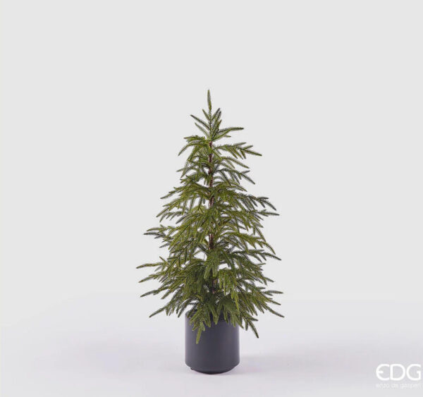 Cryptomeria con vaso H 90