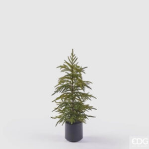 Cryptomeria con  vaso H 79