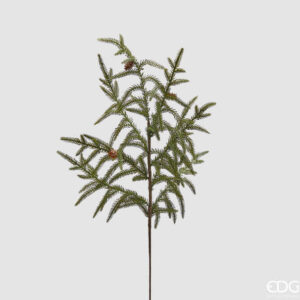 Cryptomeria ramo  H 68
