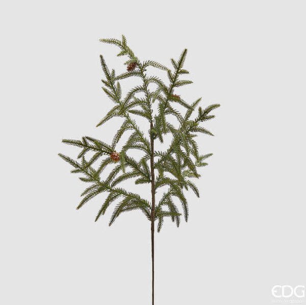Cryptomeria ramo  H 68