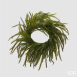 Cryptomeria corona D 35