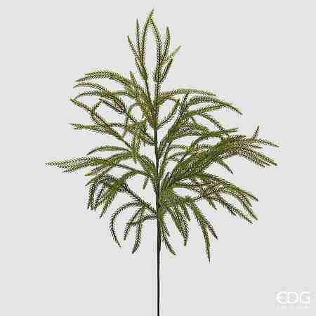 Cryptomeria real ramo H85